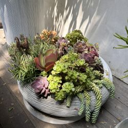 Outdoor Succulent Arrangement in Round Planter