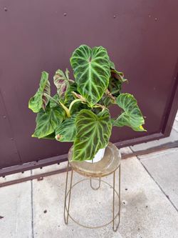 6” xl philodendron Verrucosum w/ multiple plants in the pot