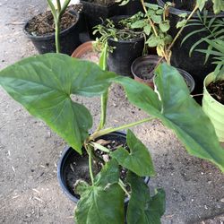 Planta Natural
