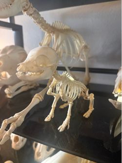ARTICULATED FETAL PIGLET SKELETON TAXIDERMY