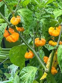 Scotch bonnet pepper
