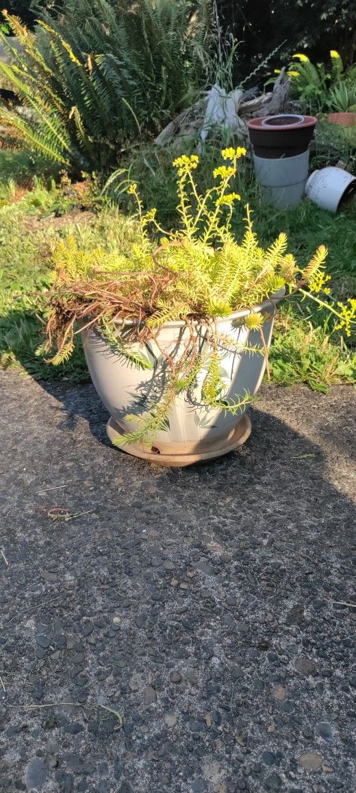 Large Pot And Plant