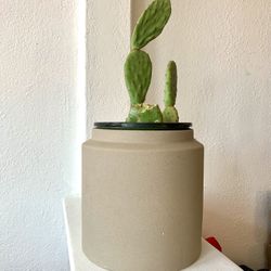 Cacti With Big Brown Ceramic Pot 