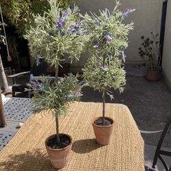 Pottery Barn Topiaries