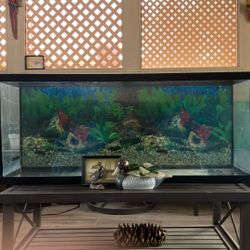 Fish Tank For Big Fish