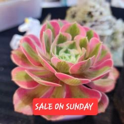 Succulent And Plant Sale On SATURDAY IN SAN LORENZO