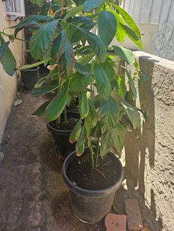 Avocado tree