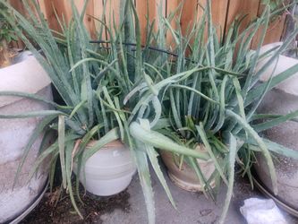 Cactus in pots
