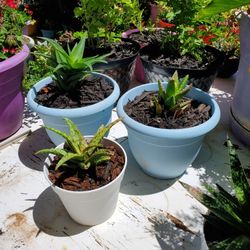 Succulents 
