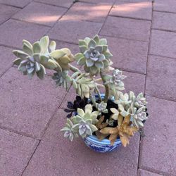 Large Beautiful Tall Mix Variety Succulent Flower Plant In Ceramic Pot Home Patio Yard Garden Lawn Design 