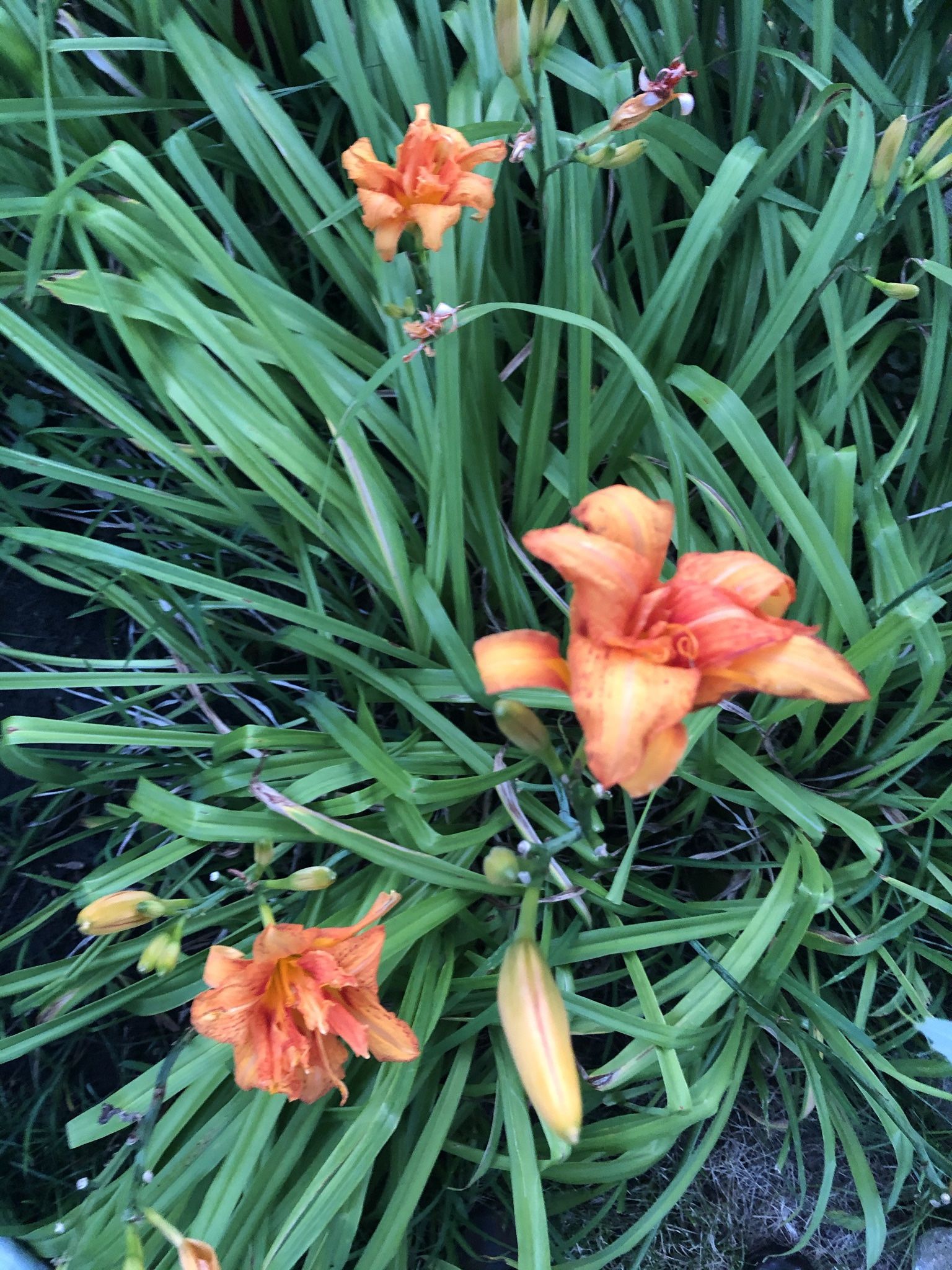 Perennial Lily, Double Flowers , Orange Lilly 