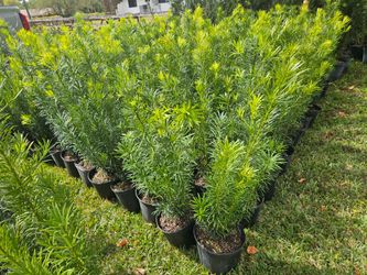 podocarpus Instant Privacy Hedge For Fence Green Full Ready
