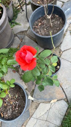 Rosas