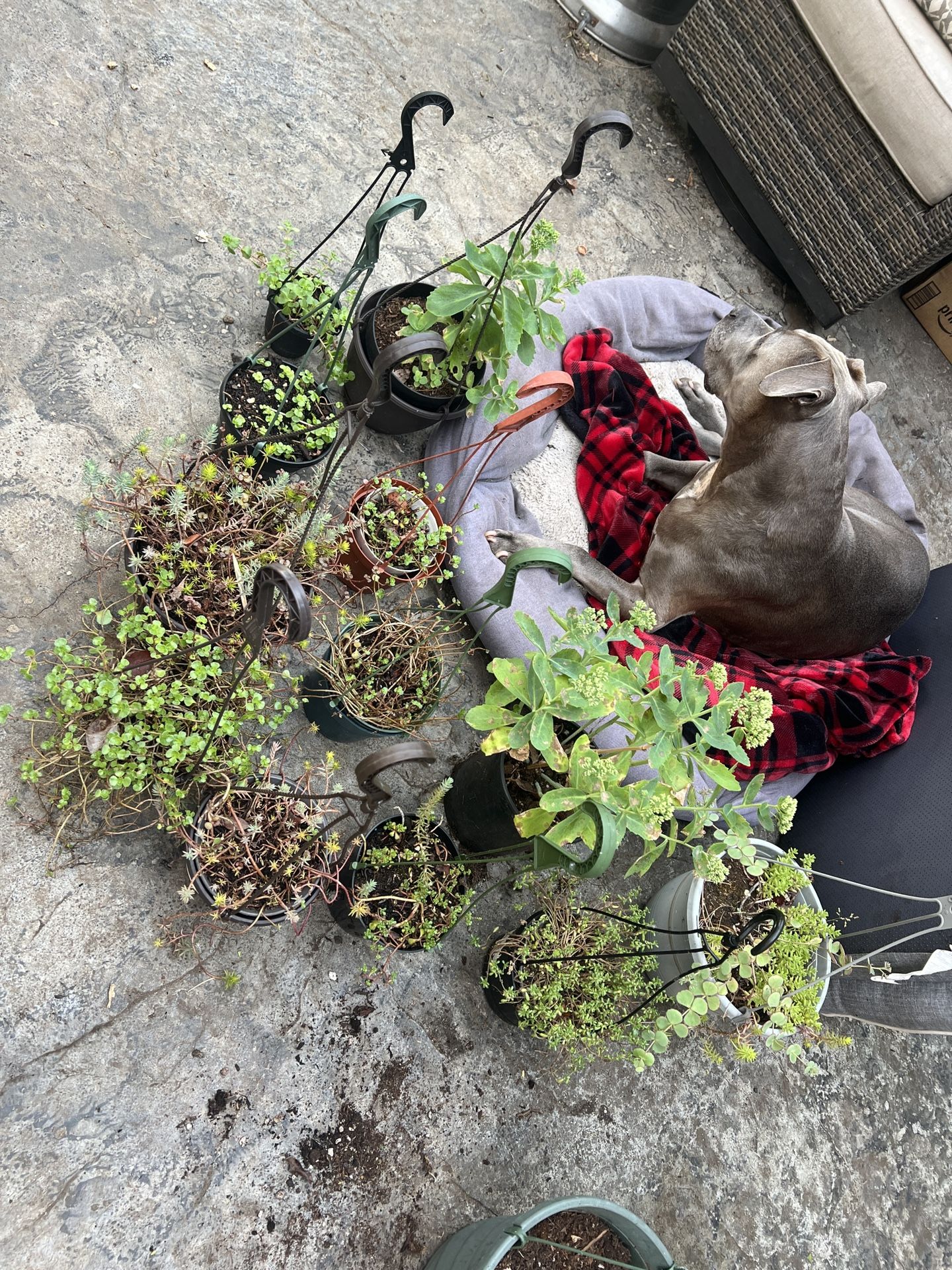 Succulent Baskets 