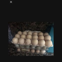 turkey eggs 