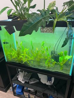 80 gallon Fish tank + aquarium stand