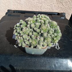 Cats de la abundance 