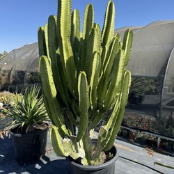 Euphorbias And Cactus And Succulents (read Description)