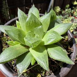Haworthias And Other Succulents 