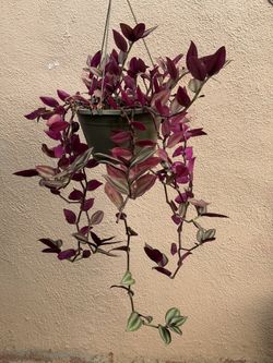 Tradescantia Pendula