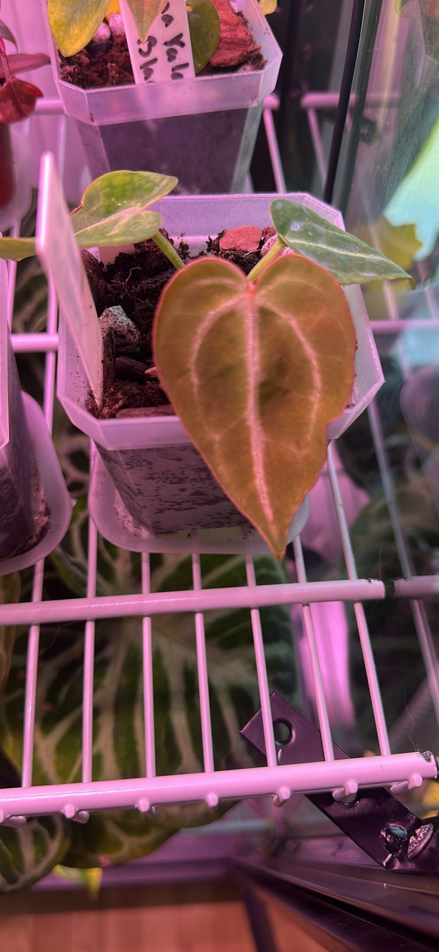 Anthurium Crystallinum x Magnificum Plant