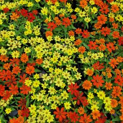 ANNUALS PLANTS 