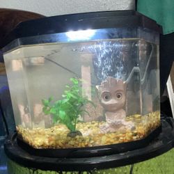 Bow Front Fish Tank
