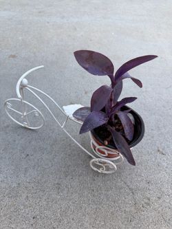 Purple Jew heart plant with bicycle stand