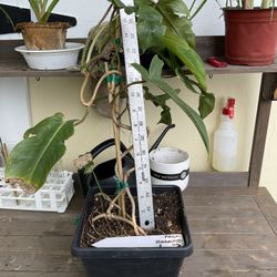 Philodendron Squamiferum Plant 