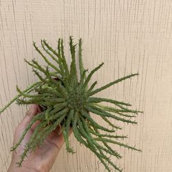 4” medusa