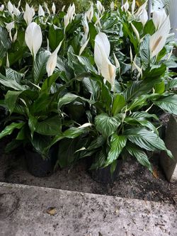 Peace Lily in 3 gls pot. SPECIAL PRICE 🤩