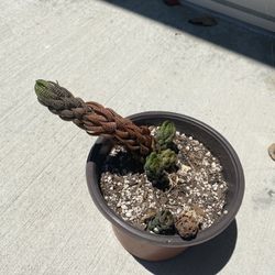 Haworthia Cluster