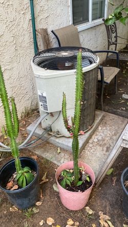 Small cactus plants