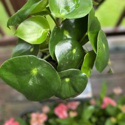 🪴Pilea Plant🪴