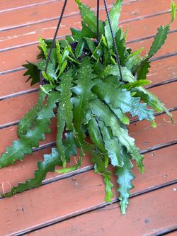Zic Zac Fishbone cactus in 8” pot