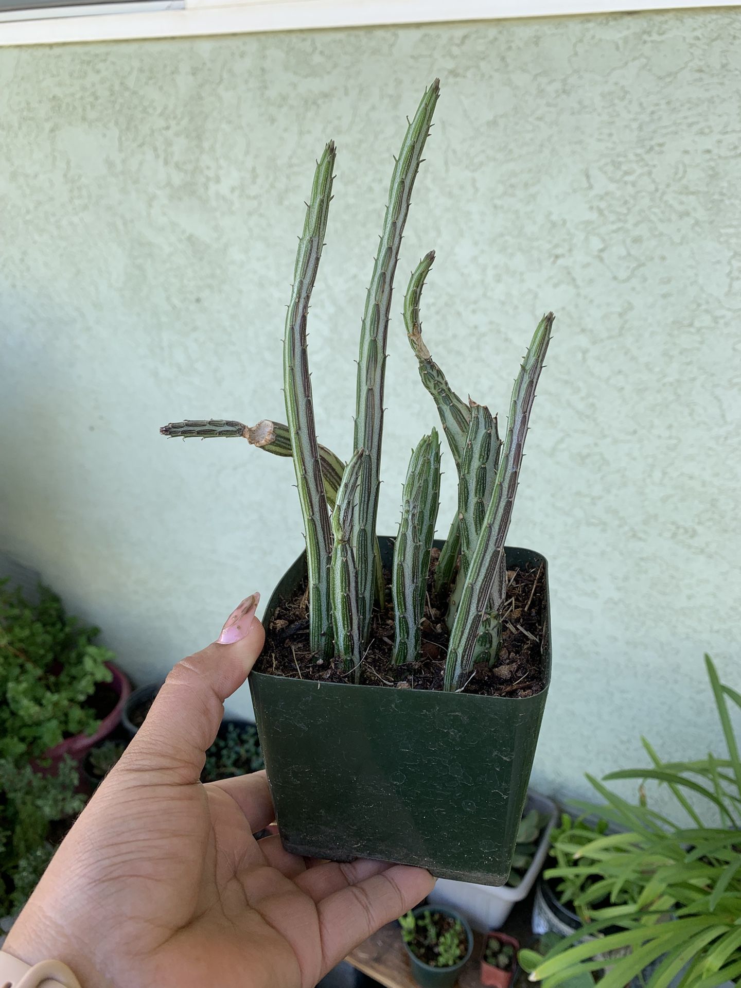 Pickle Cactus