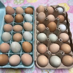 Fresh EGGS 