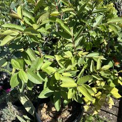 Guava Fruit Tree Plant
