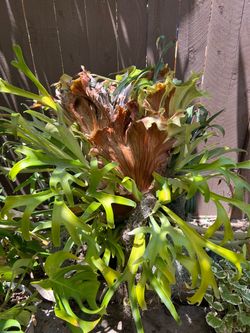 Large Staghorn Ferns