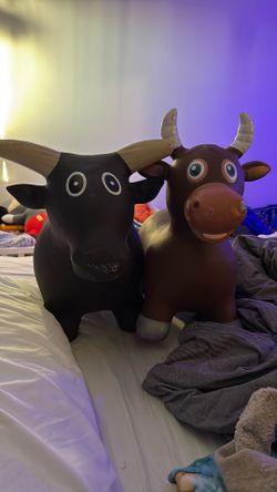 Slightly Used Horses /bulls