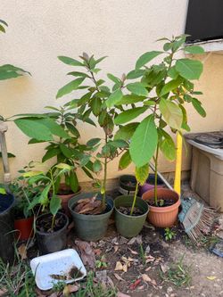 Avocado trees