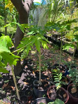 Papaya Trees