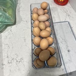 Fresh laid eggs