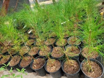 Japanese Black Pine Trees