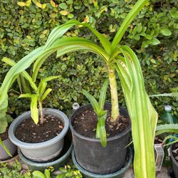 Lilly Plant In A Pot Decorative Green Plant 