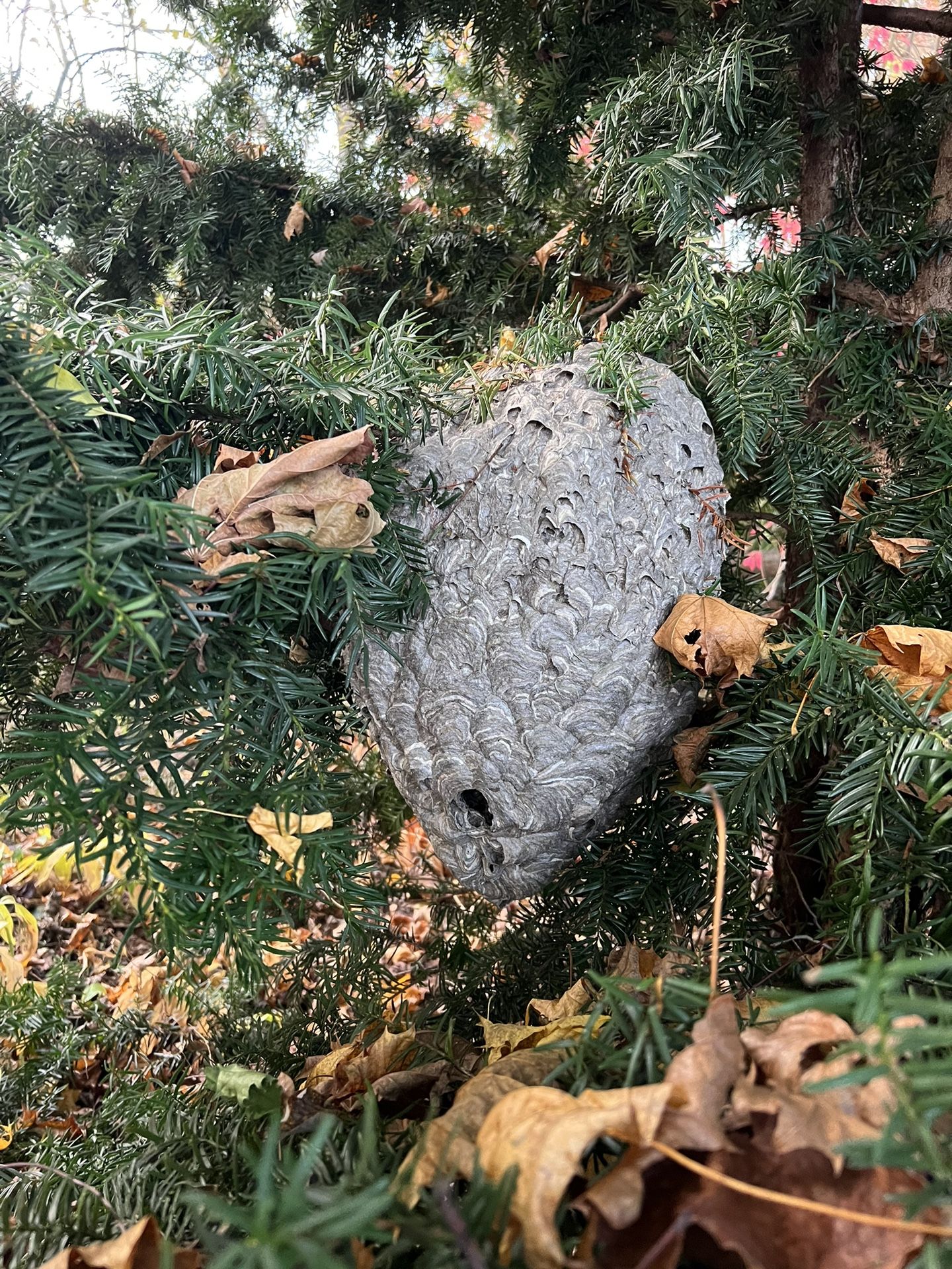 Large Wasp Nest! 