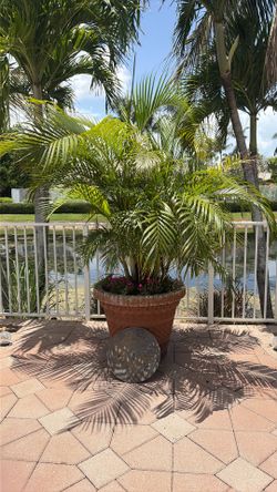 Sable palm with pot