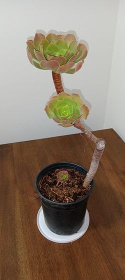 Aeonium Succulent Plant #2