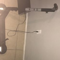 Bird electric scooter