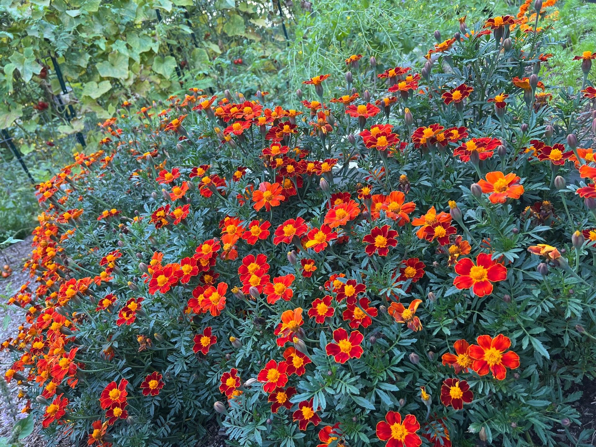 Marigold Seeds